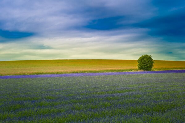 Campo de lavanda y cielo de lavanda