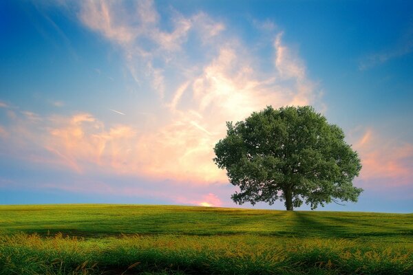 Schöne Landschaft. Schöner Himmel. Der Baum. Gras