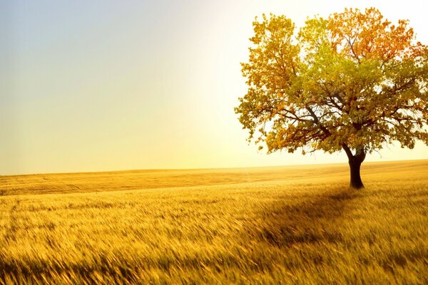 Paesaggio albero sotto il sole in natura