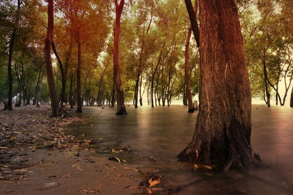 Ordem na floresta através das árvores