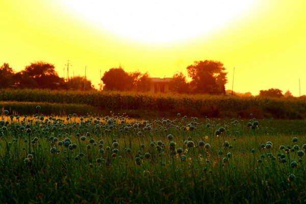 Campo ruso en el amanecer