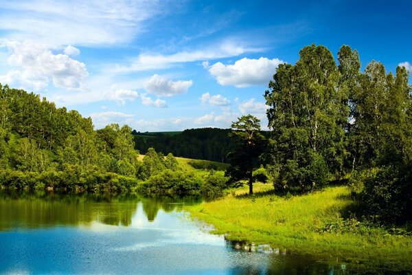 Green forest with blue river