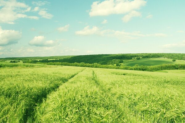 Il campo rurale è seminato con erba succosa