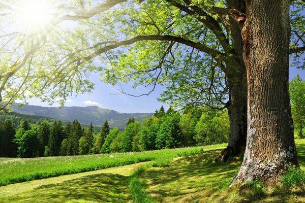 Morning landscape with a tree