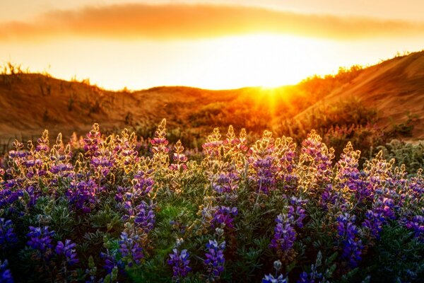 Coucher de soleil dans un champ de fleurs violettes