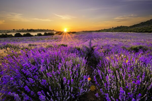 Lever du soleil dans la région de lavande