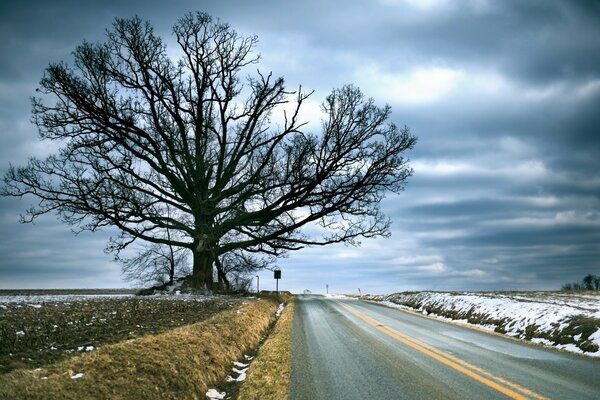 Schöne Landschaft. Dunkler Baum. Die Natur