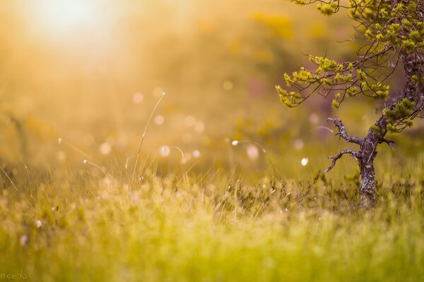 Gras bedeckt mit Sonnenstrahlen