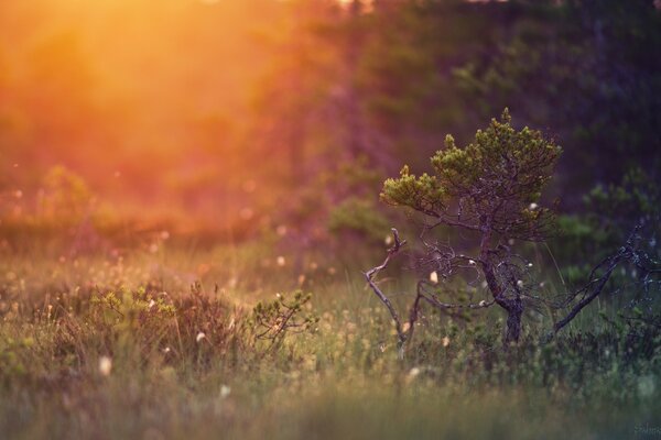 Landschaft von Morgenblume und Gras