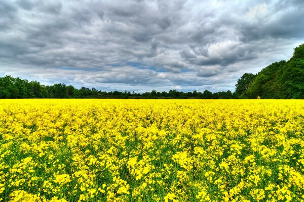 Landschaft der Landwirtschaft :Feld, Ernte, Bauernhof