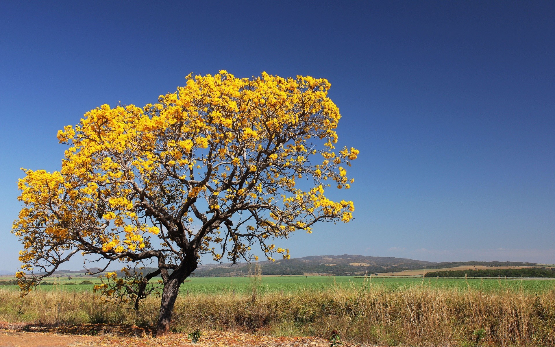 america tree landscape nature season flora sky outdoors leaf field environment rural grass branch bright countryside color scene fall wood