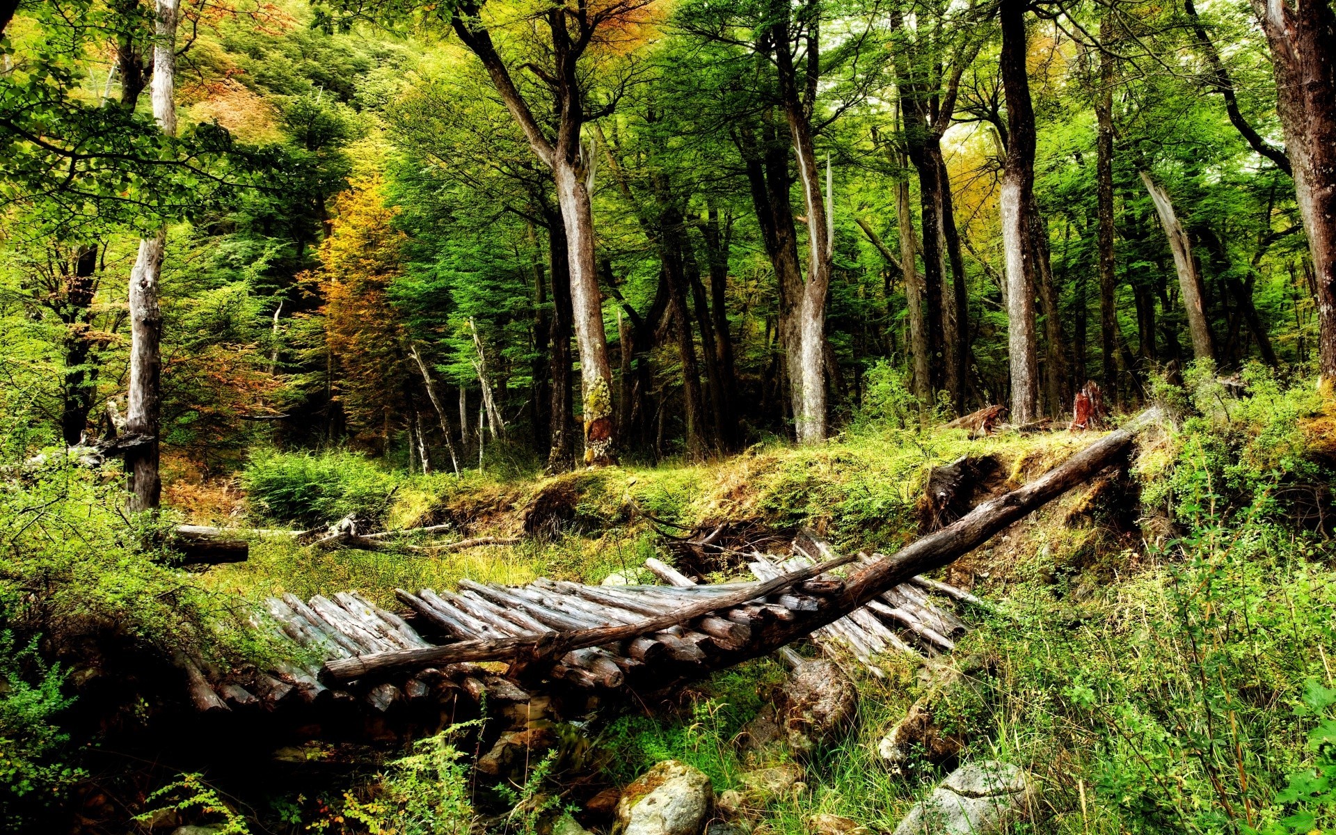 ameryka drewna natura krajobraz drzewo liść na zewnątrz środowiska lato flora podróży wody scenic park dzikie rzeki przewodnik wiejskich trawa krajobrazy