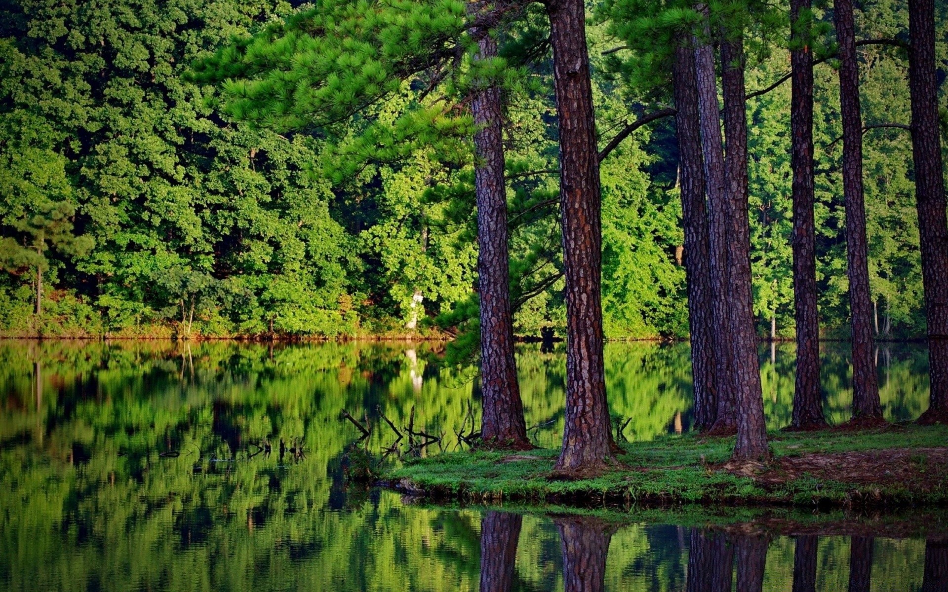 amérique bois bois nature paysage à l extérieur conifères scénique eau evergreen été feuille environnement pin lumière du jour aube herbe parc voyage beau temps