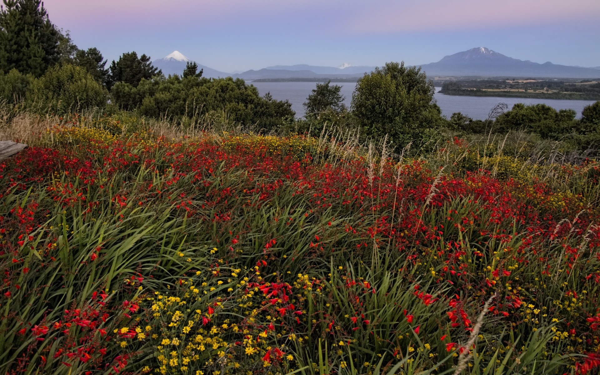 america flower nature landscape outdoors field poppy flora hayfield grass summer agriculture growth blooming