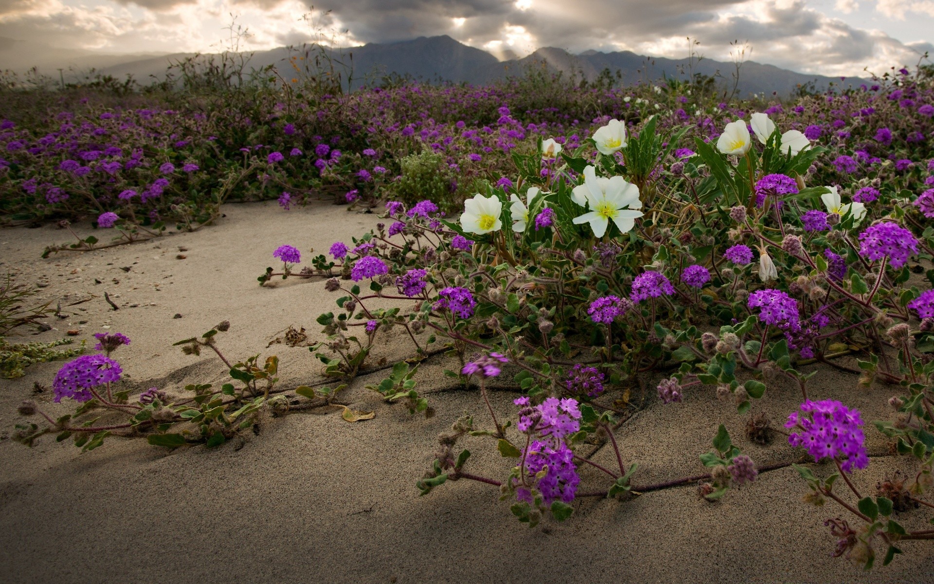 america flower flora blooming nature garden landscape floral leaf petal summer color violet outdoors field soil