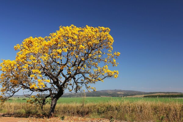 Image d un bel arbre avec des fleurs jaunes