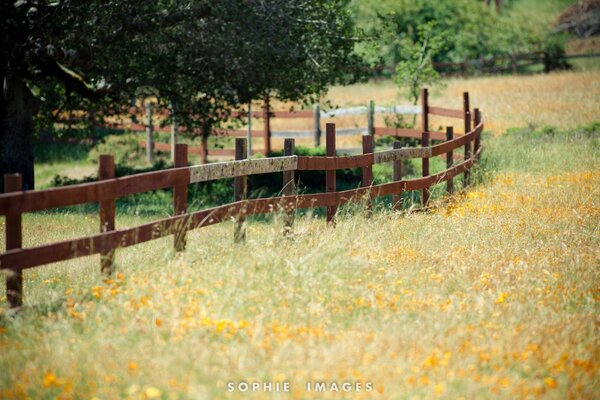 Cerca marrón en campo amarillo