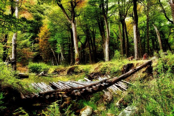 A tree bridge in a dense forest