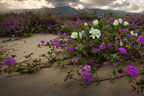 Ungewöhnliche Blumen auf dem Sand vor dem Hintergrund der Berge