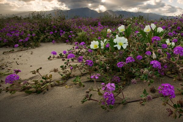 पहाड़ों की पृष्ठभूमि के खिलाफ रेत पर असामान्य फूल