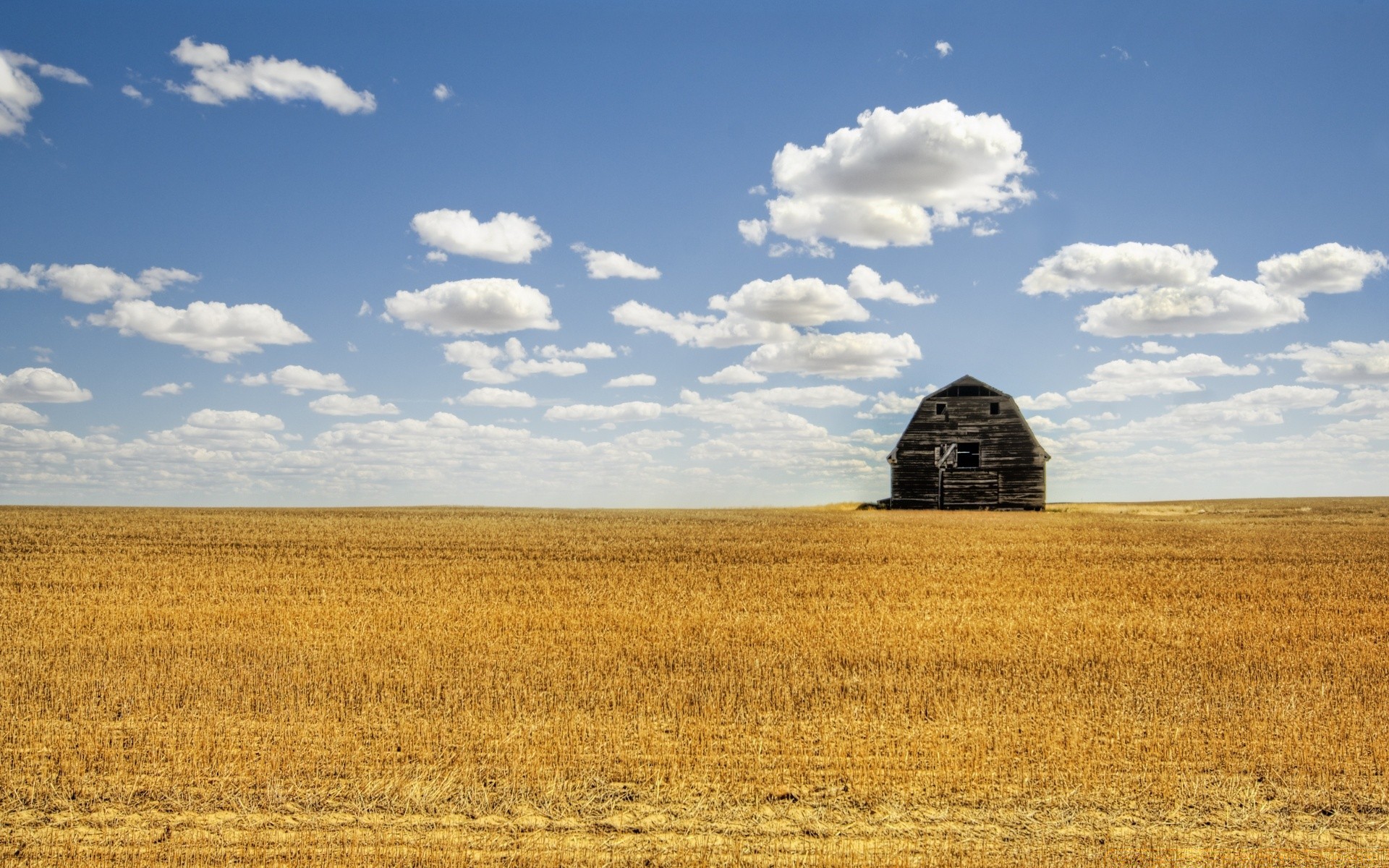 america grano agricoltura paesaggio fattoria campo raccolto rurale fiocchi cielo campagna terra coltivata all aperto pascolo luce del giorno mais paglia secco paese natura