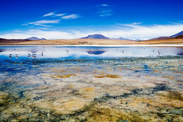 Pájaros en el agua en un hermoso paisaje