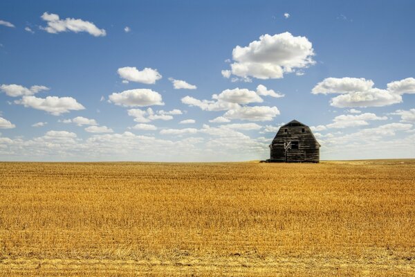 Campo de trigo amarillo. Pajar verde