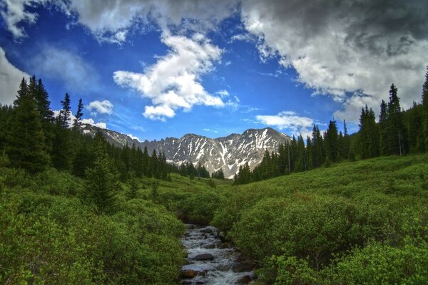 Beautiful plants on the background of mountains