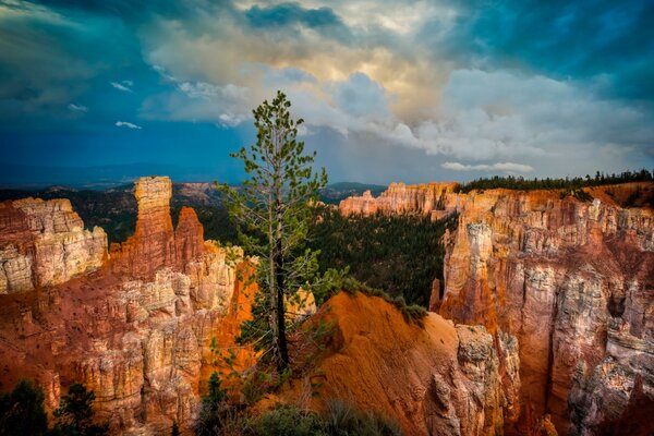 Christmas tree travels in sandstone