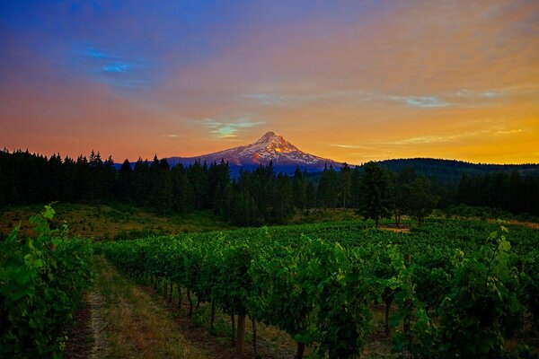 Photo vineyards and a mountain at sunset