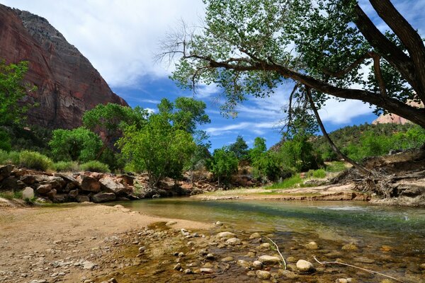 Cuerpo de agua cerca de un árbol en las piedras