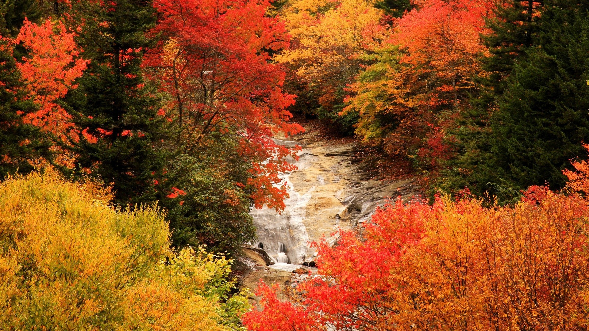 amérique automne feuille érable arbre paysage nature bois parc à l extérieur saison scénique branche paysage