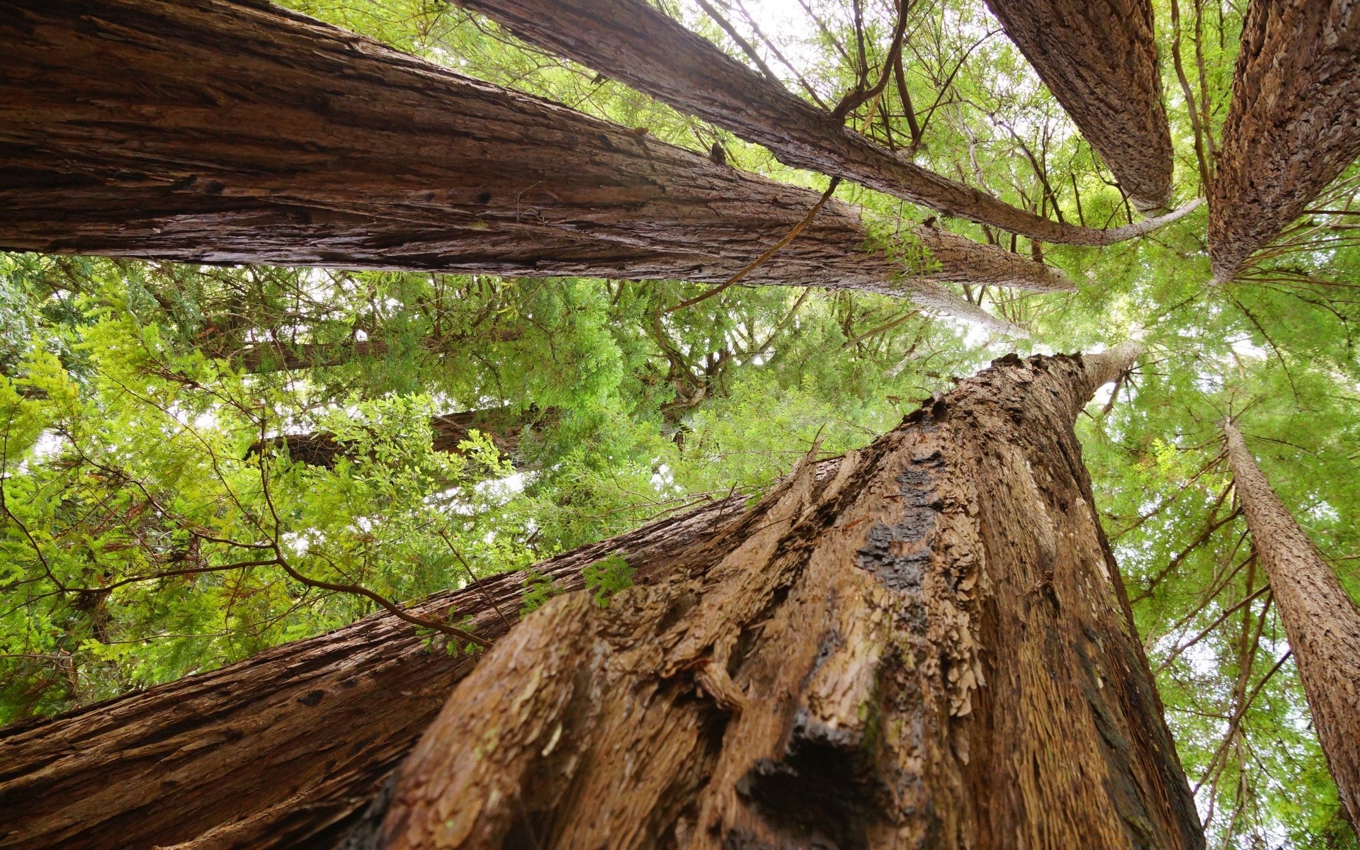 america legno albero natura paesaggio ambiente corteccia all aperto foglia flora sequoia tronco log luce del giorno conifere parco desktop pino evergreen