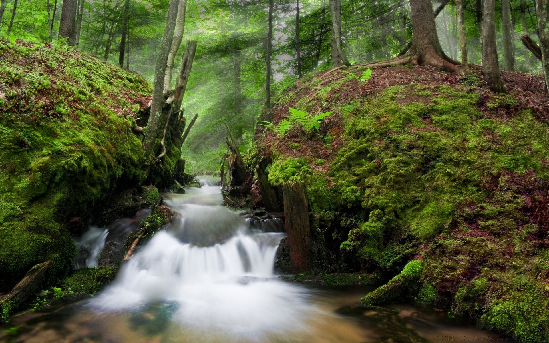 amerika holz natur wasser wasserfall blatt landschaft moos baum fluss im freien fluss herbst reisen wild schrei landschaftlich park üppig umwelt