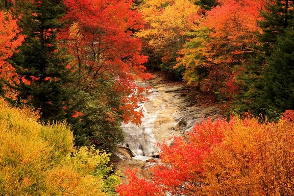 Otoño abigarrado en el bosque de otoño