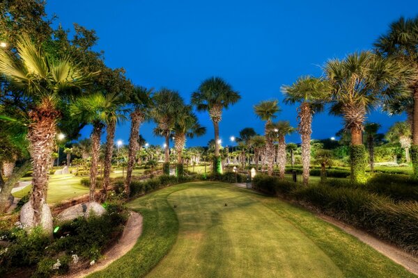 Park with palm trees in the open air