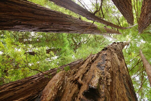 Follaje verde de los árboles en el bosque