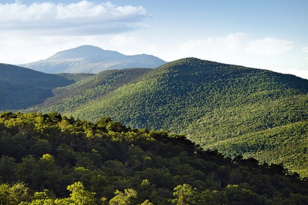 Berge, die mit grünem Wald bewachsen sind