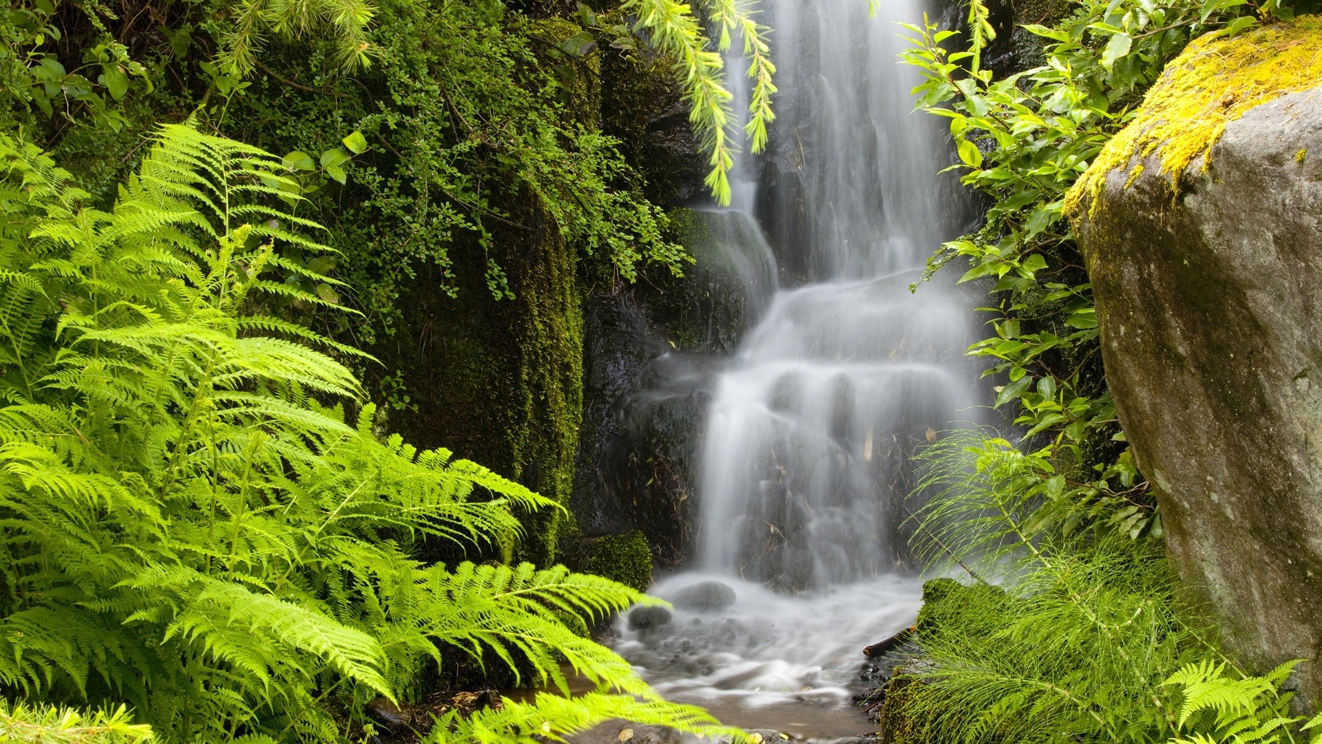 america cascata d acqua natura legno fiume foglia fern foresta tropicale flusso all aperto lussureggiante parco estate autunno selvaggio cascata tropicale muschio da viaggio