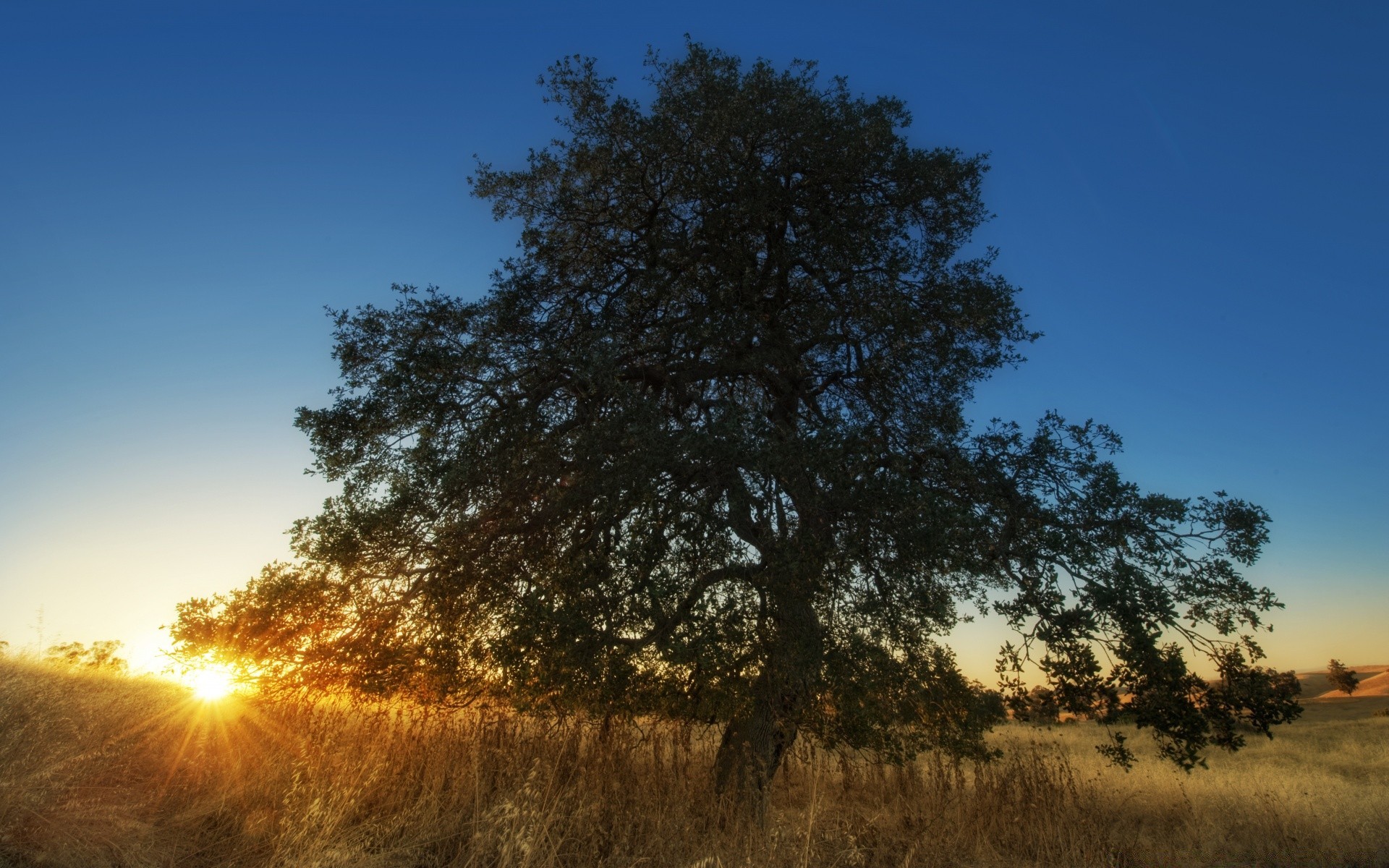 america landscape tree dawn nature sun outdoors countryside fair weather wood sky fall rural alone oak scenic solitude environment sunset grass