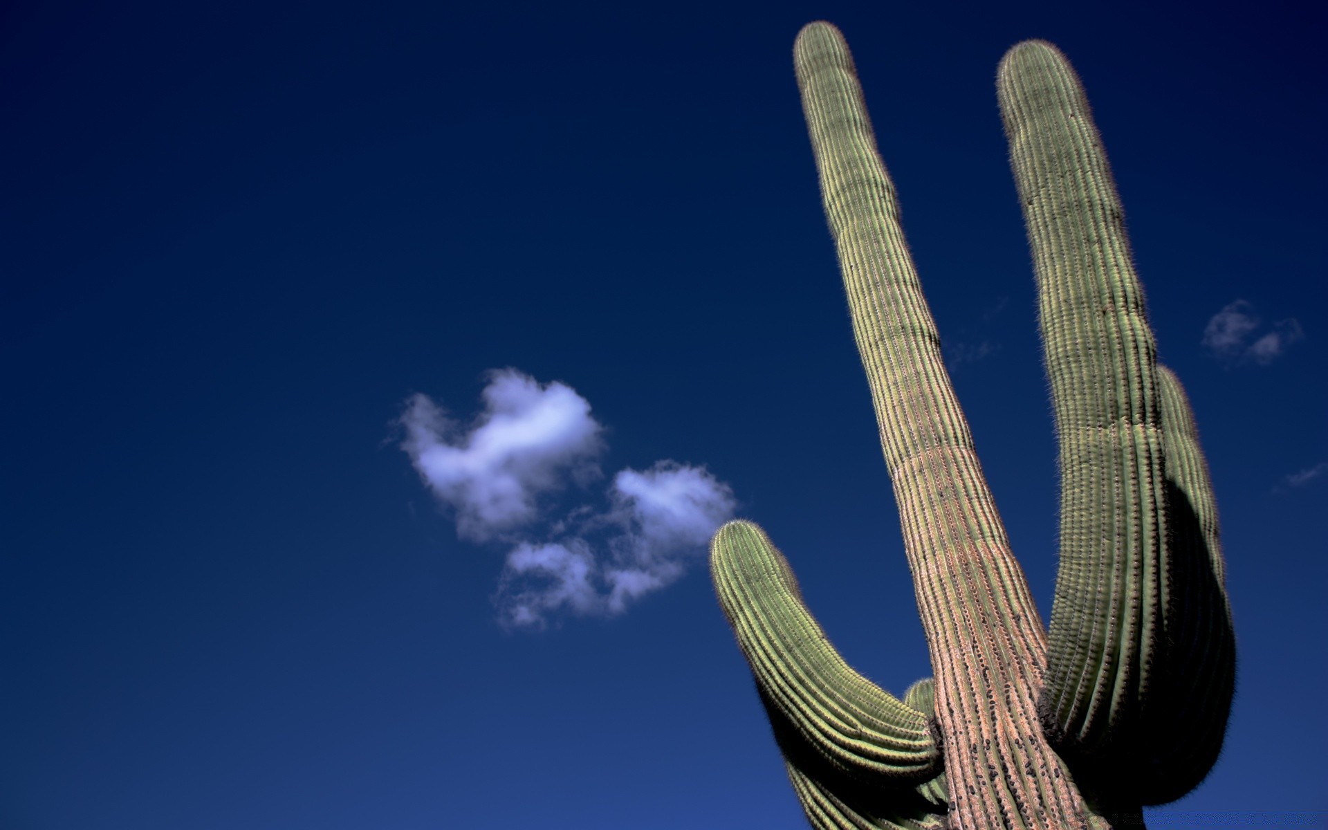 america sky cactus outdoors daylight nature travel landscape