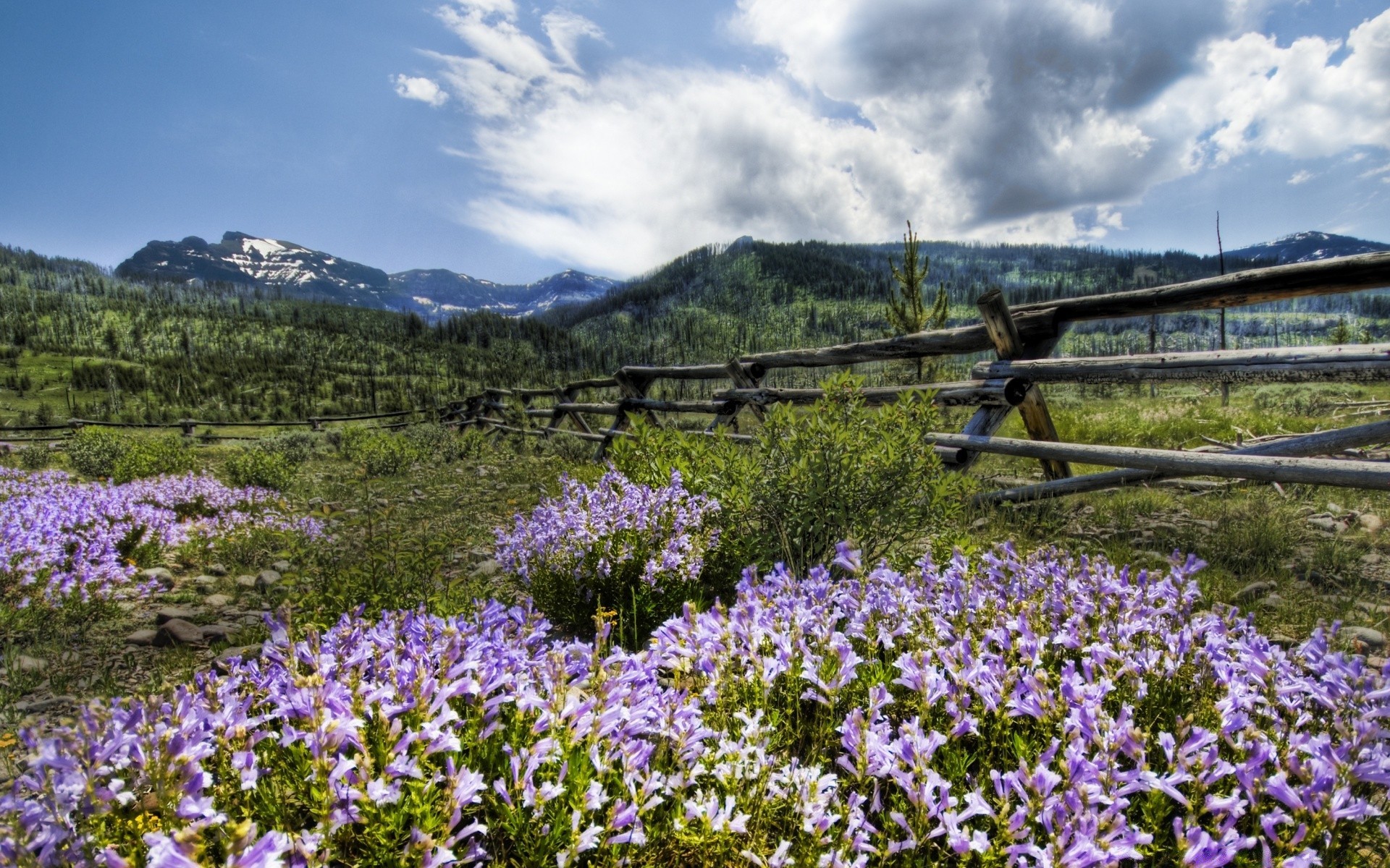 ameryka kwiat natura krajobraz flora sianokosy na zewnątrz drewna lato wiejskich trawa malownicze pole wildflower góry wsi drzewo środowiska sezon bluming