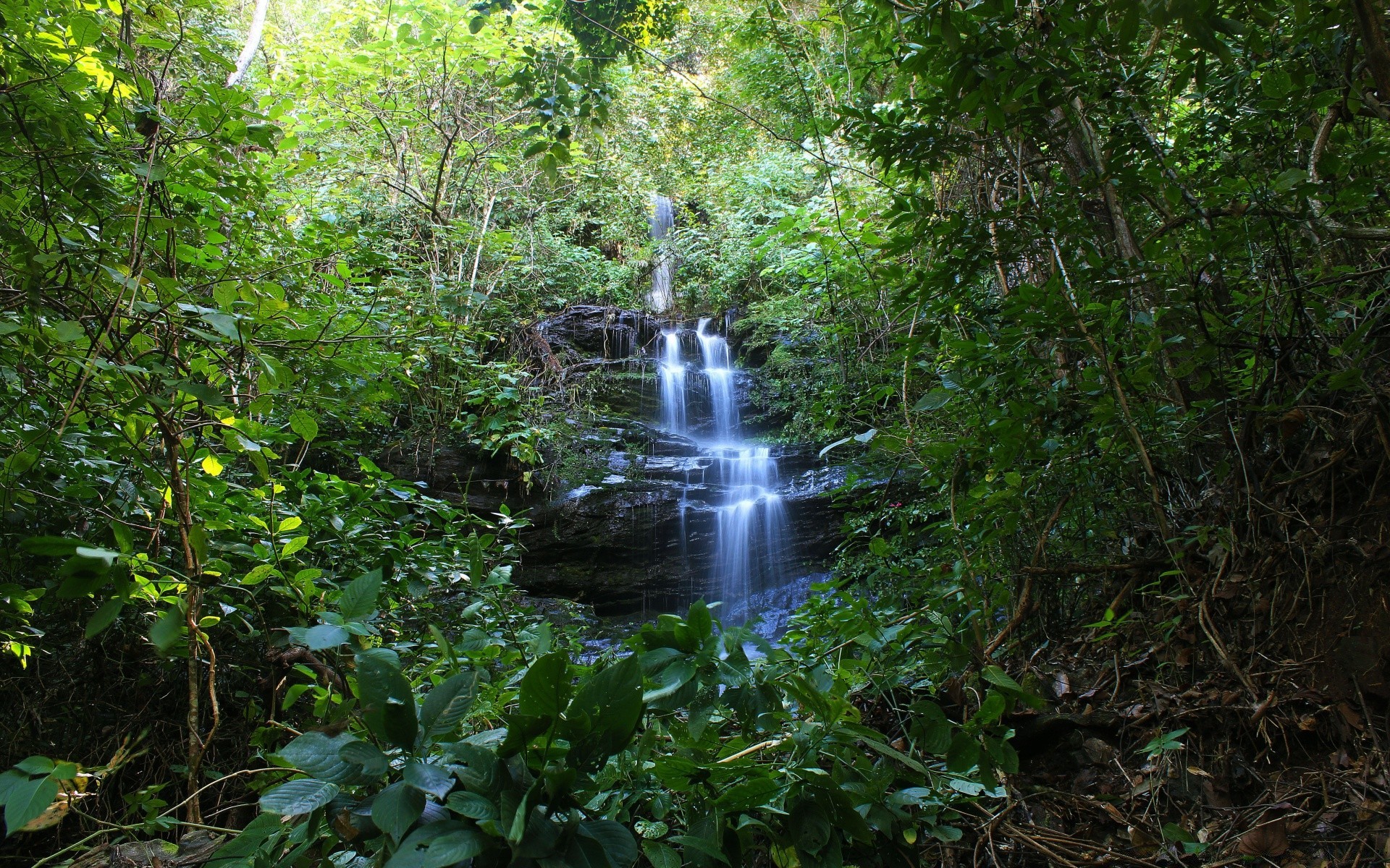 america wood nature water leaf landscape environment tree river lush rainforest stream jungle outdoors waterfall summer park wild flora travel