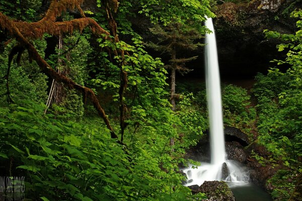 Green nature. White Waterfall