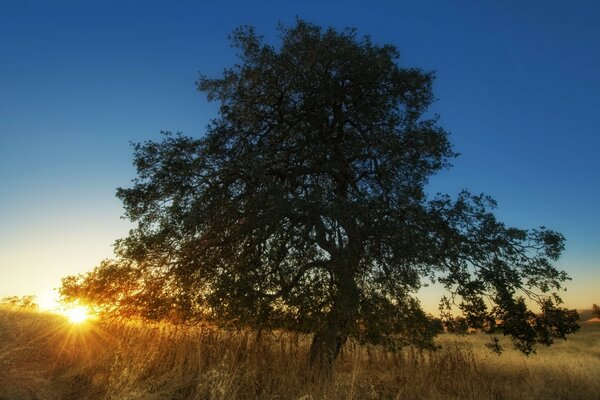 The rays of the sun through a massive tree