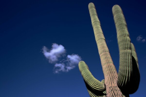 A lonely cactus waves to a cloud