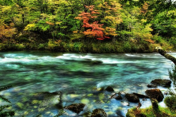 Es gibt sehr viel Wasser, Ströme und Holz in Amerika