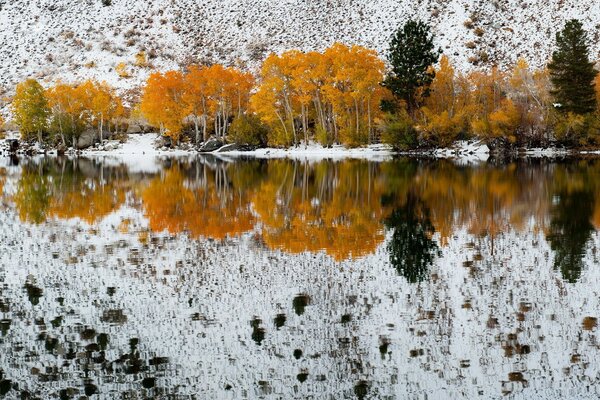 Reflexion des Herbstwaldes im Wasser