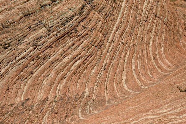 Macro textura de madera