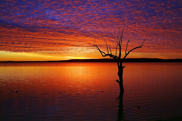 Ein einsamer Baum unter dem Wasser bei Sonnenuntergang